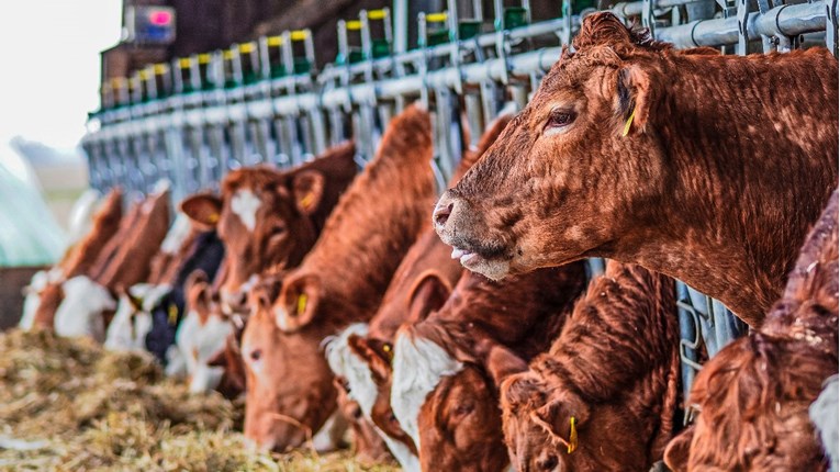 Porasla proizvodnja goveda u Hrvatskoj, ali manje je mlijeka, svinja, ovaca i koza