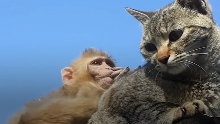 Odbačena majmunica pronašla utjehu u mački, ovako izgleda njihovo prijateljstvo