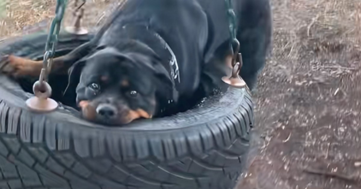 VIDEO Slatki rotvajler nasmijao milijune neobičnim načinom na koji koristi ljuljačku
