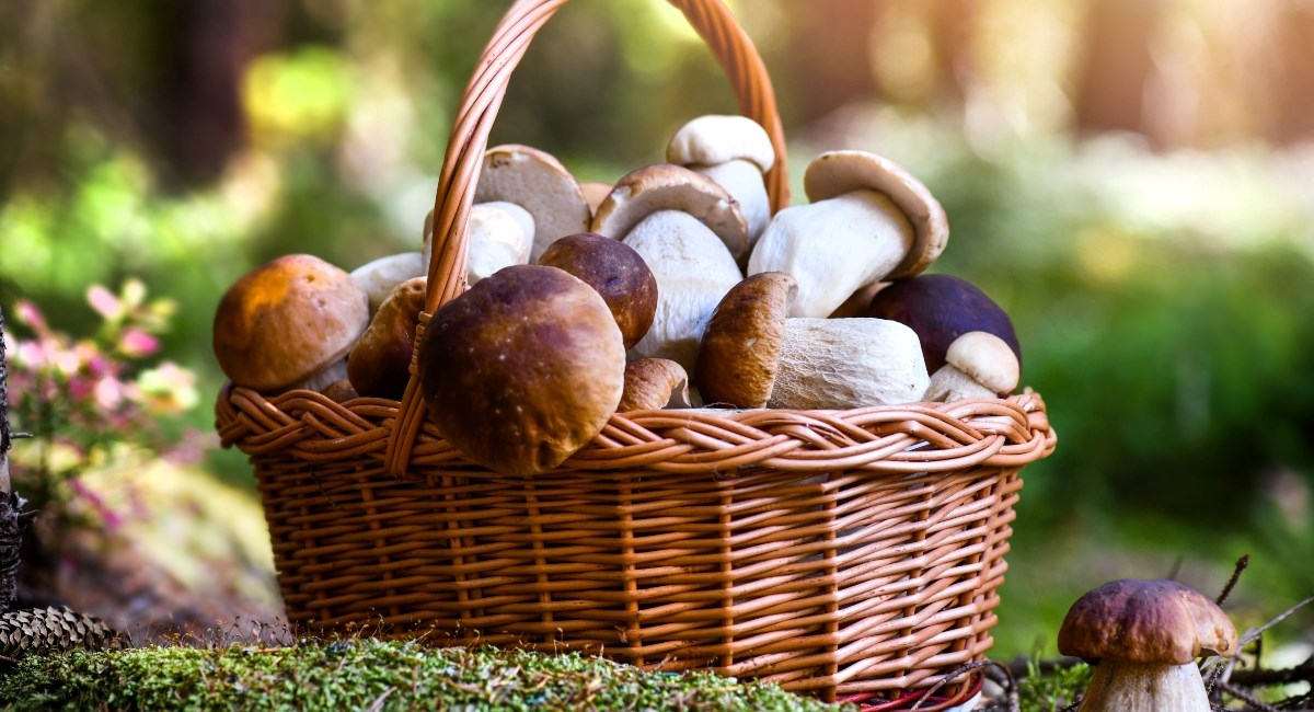 Oprezno u berbi vrganja - posebno pazite na ovu gljivu koja sliči na njega