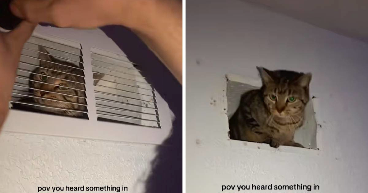 Mislili da im netko provaljuje u kuću pa u ventilaciji pronašli "iznenađenje"