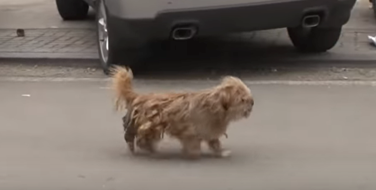 Ovaj ulični pas začudio je svakog tko ga je pokušao nahraniti