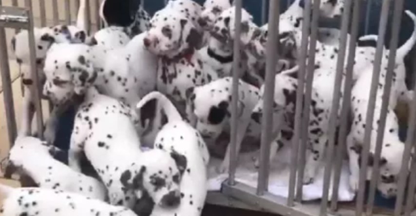 Kujica dalmatinera s 19 štenaca oborila rekord, leglo izgleda nestvarno