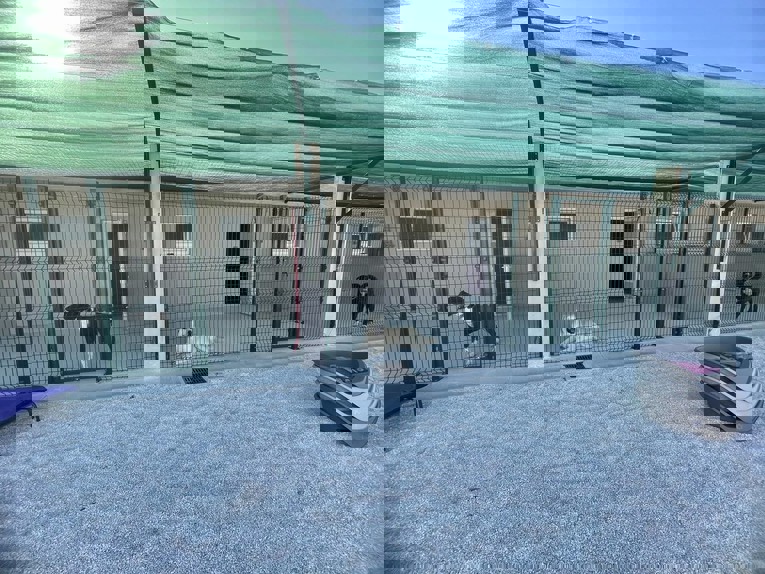 U Zadru otvoreno novo sklonište za napuštene životinje, može primiti 200 pasa