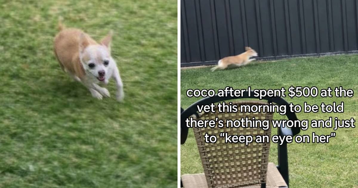 Vlasnik platio 420 € veterinaru zbog čivave koja je šepala - a njoj nije ništa