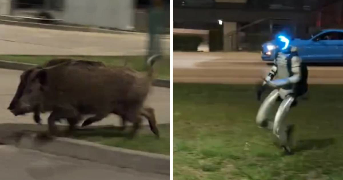 Viralni video u kojem robot ganja divlje svinje je marketinški trik
