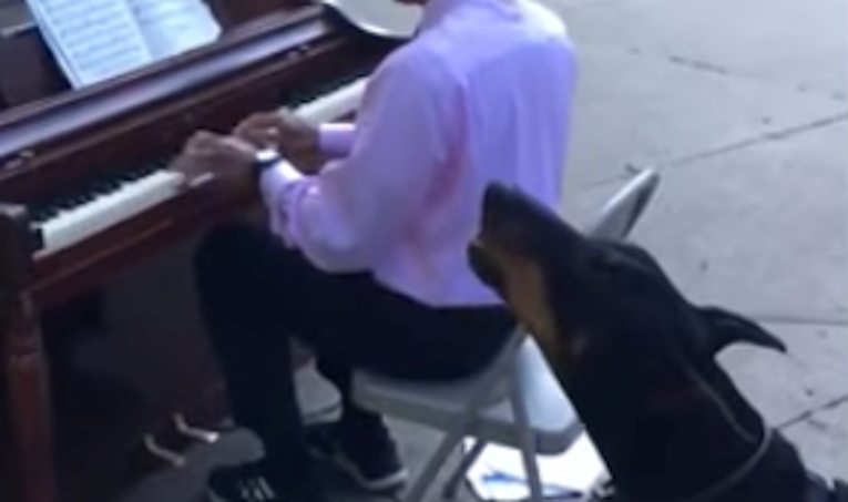 Pas se pridružio uličnom sviraču u izvedbi, njegovo "pjevanje" je genijalno