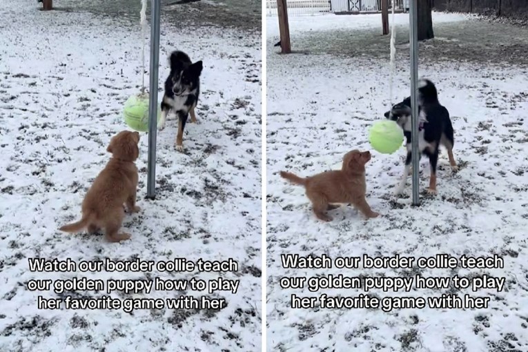 VIDEO Kujica border collieja strpljivo uči štene zlatnog retrivera kako se igrati 🥰