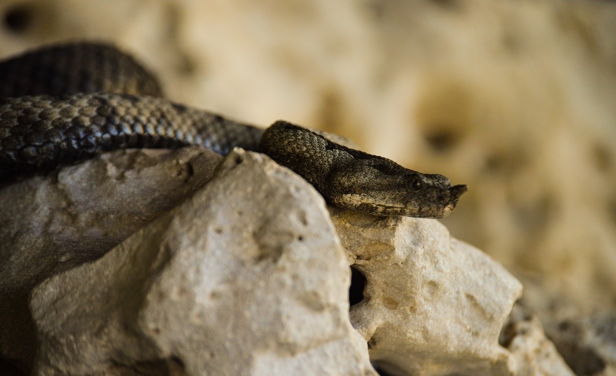 Psa u Dalmaciji ugrizao poskok. Vlasnica: Veterinari kažu da nema seruma ni za ljude
