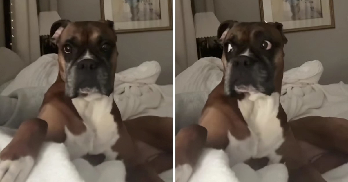 Dramatična reakcija kujice na kihanje vlasnice postala viralni hit