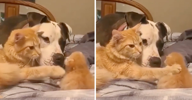 Prvi susret mačića i psa: Mama mačka upoznala svoje mladunče s velikim prijateljem