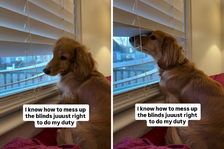 Jazavčarka namješta rolete kako bi mogla nadzirati susjedstvo, video je hit