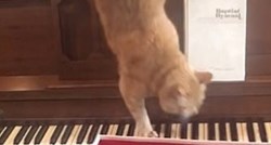 Maca je željela sići s klavira pa se uspaničila, njena reakcija je postala hit