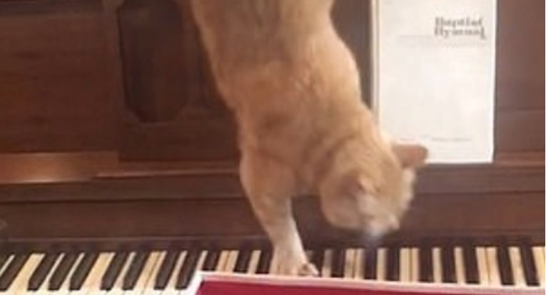 Maca je željela sići s klavira pa se uspaničila, njena reakcija je postala hit