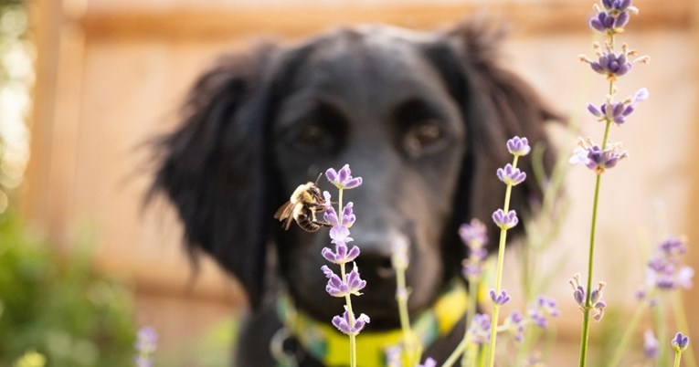 Što učiniti ako psa ili mačku ubode pčela?