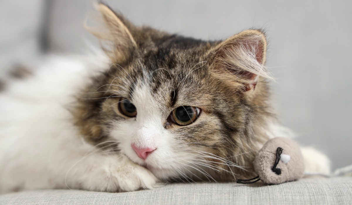 Parfem koji miriše na mačje krzno toliko je tražen da se rasprodao