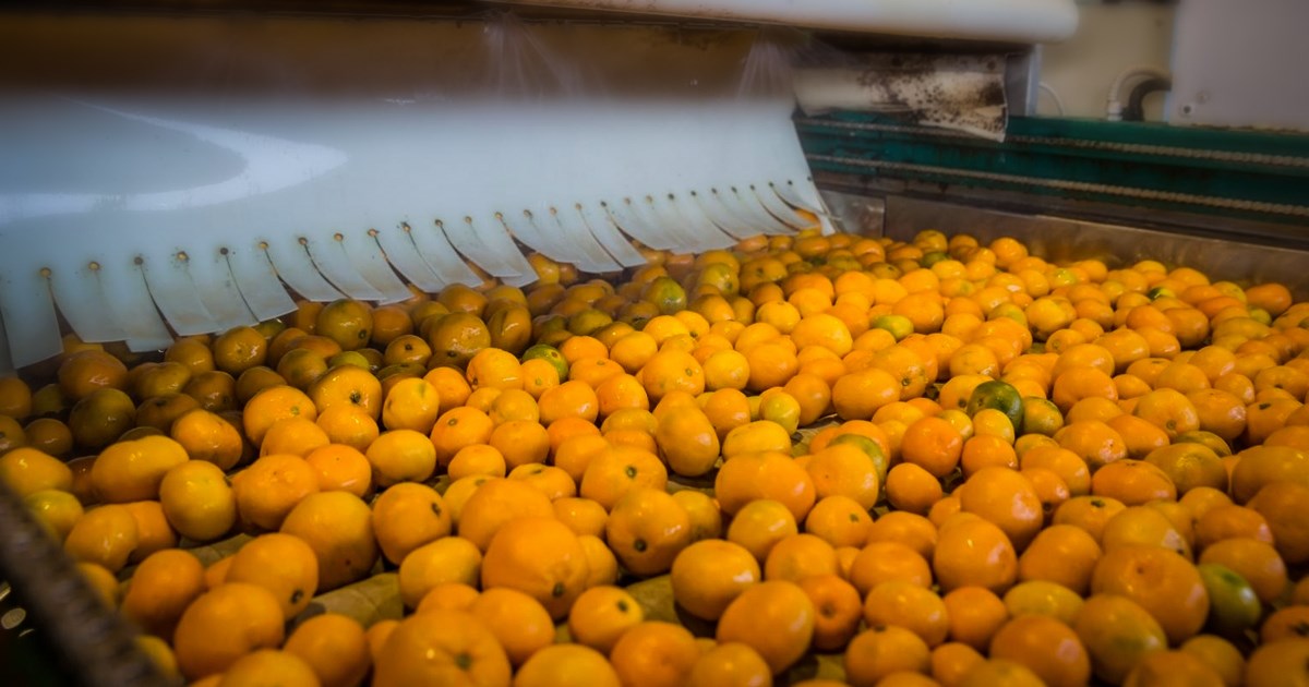 Jeste čuli da postoji Povjerenstvo za mandarine? Osnovao ga je dubrovački župan