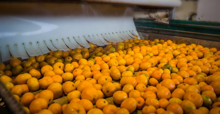 Dubrovačka županija ima Povjerenstvo za mandarine. Provjerili smo što točno radi