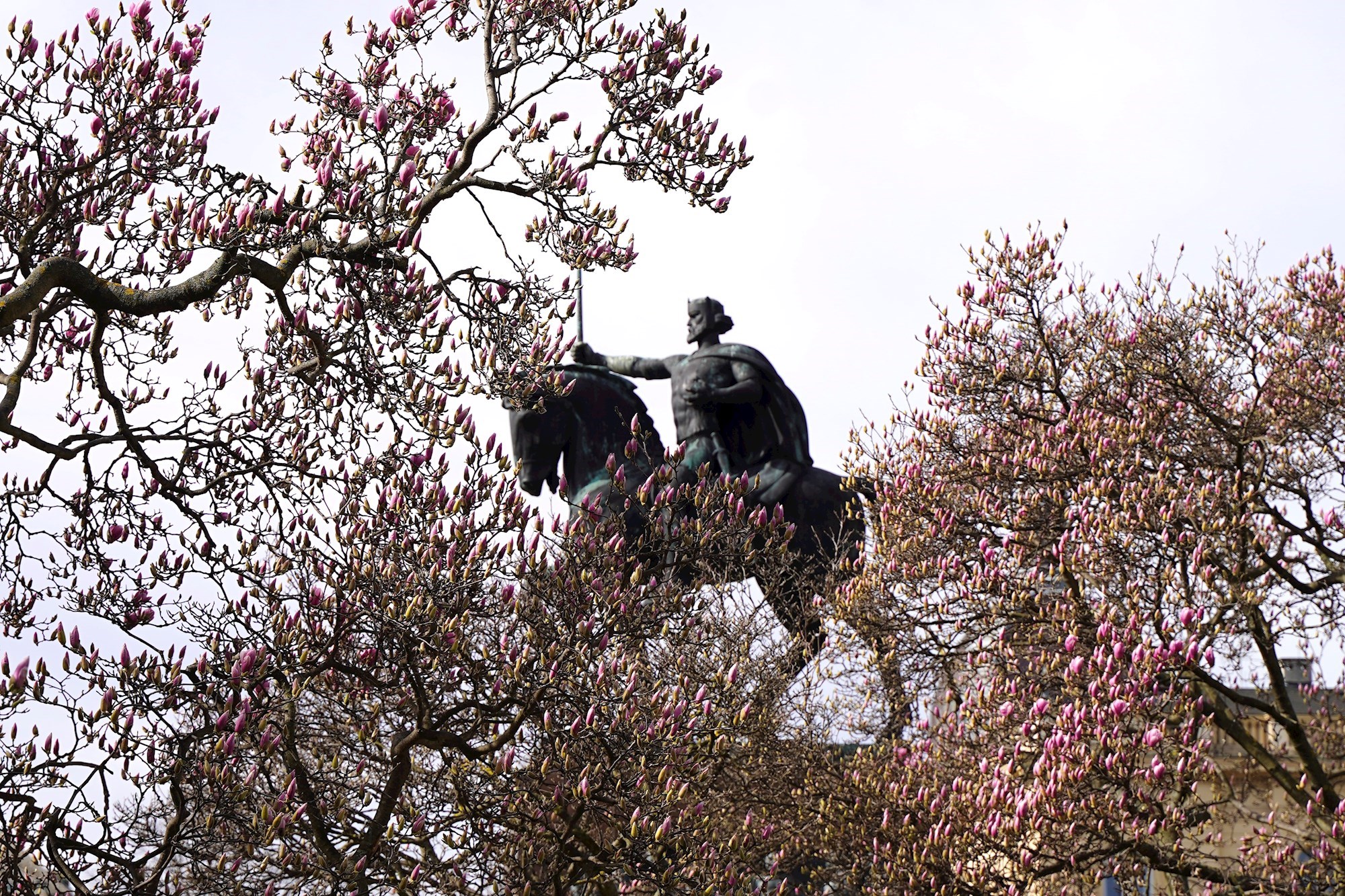 FOTO Proljeće je uranilo. Procvjetale magnolije na zagrebačkom Tomislavcu