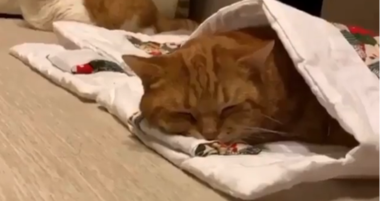 Vlasnica za svoje mačke izradila male krevete, one se ne odvajaju od njih