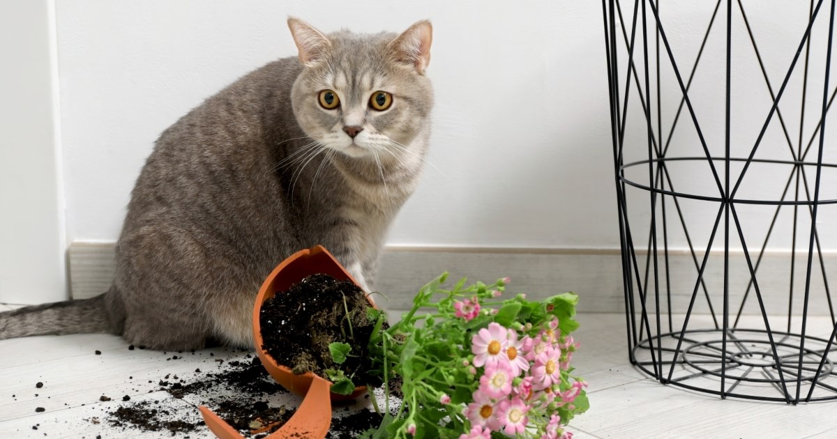 Zašto mačke ruše stvari i kako ih u tome zaustaviti?