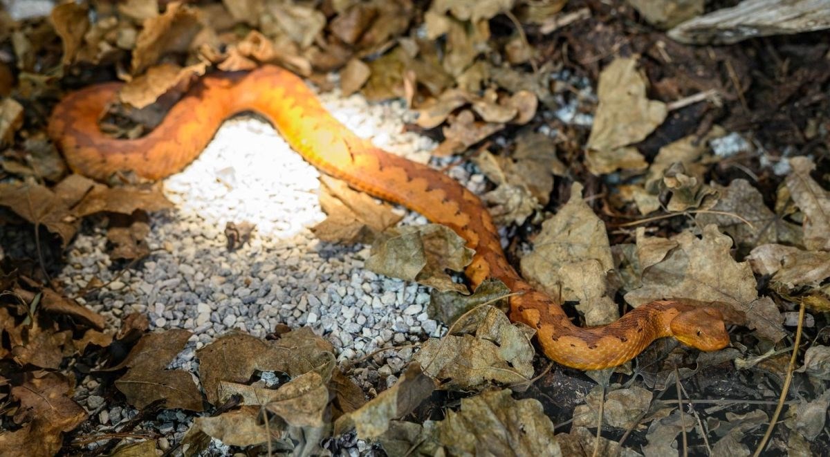 KBC Rijeka: Dječak kojeg je ugrizao poskok u Istri izvan je životne opasnosti