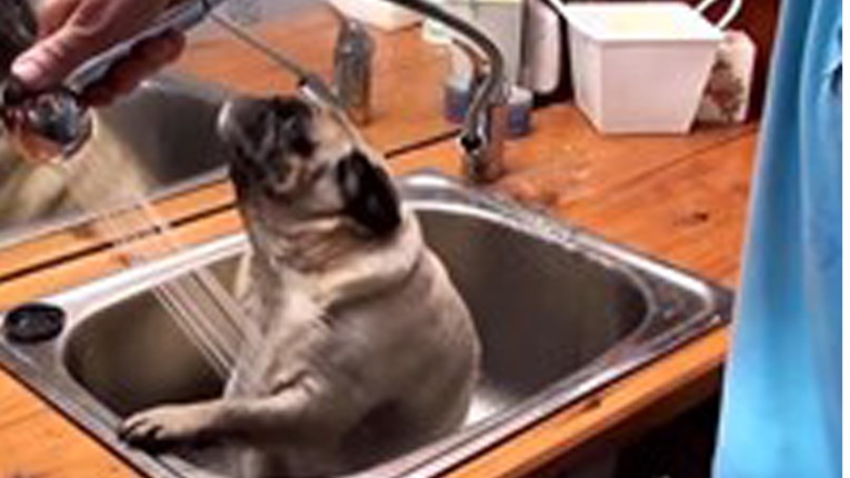 Pogledajte najslađe pseće kupanje u izvedbi preslatkog mopsa