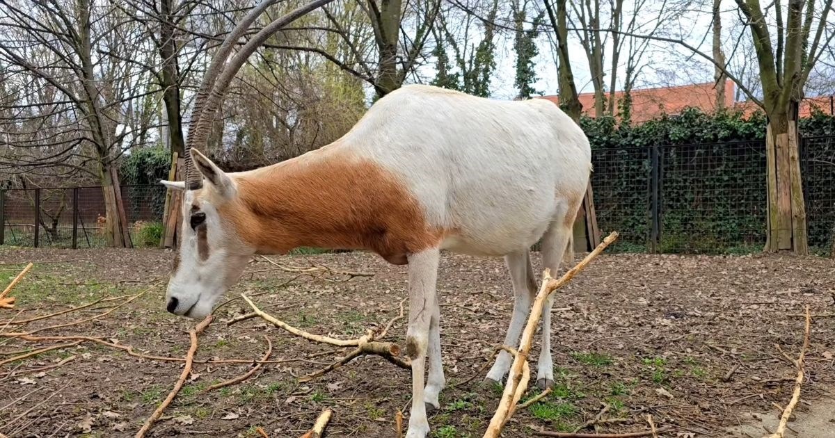 ZOO Zagreb objavio je snimku rijetke životinje uz koju se vežu priče o jednorozima