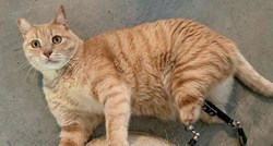 Deveti život mačka Vita: U nesreći je izgubio šape i postao zvijezda Instagrama