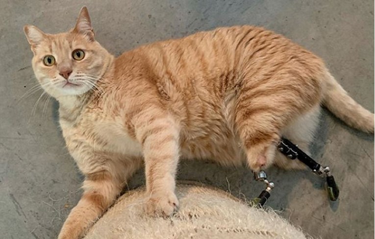 Deveti život mačka Vita: U nesreći je izgubio šape i postao zvijezda Instagrama