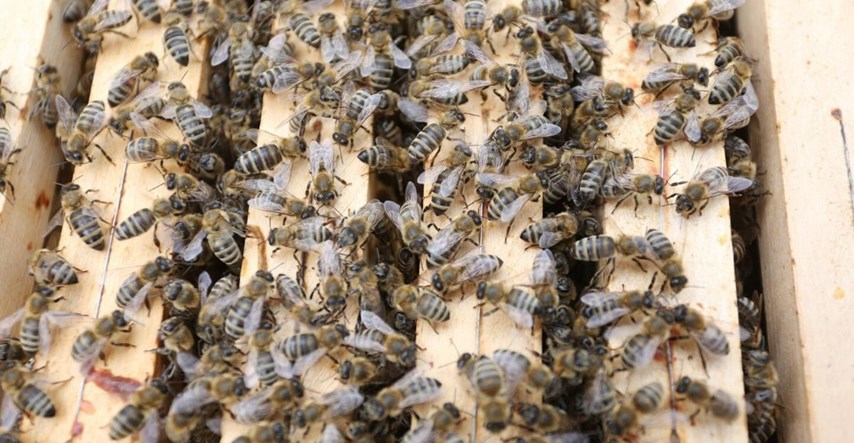 Pčele nisu jedina vrsta koja ne smije izumrijeti, ima ih još sedam