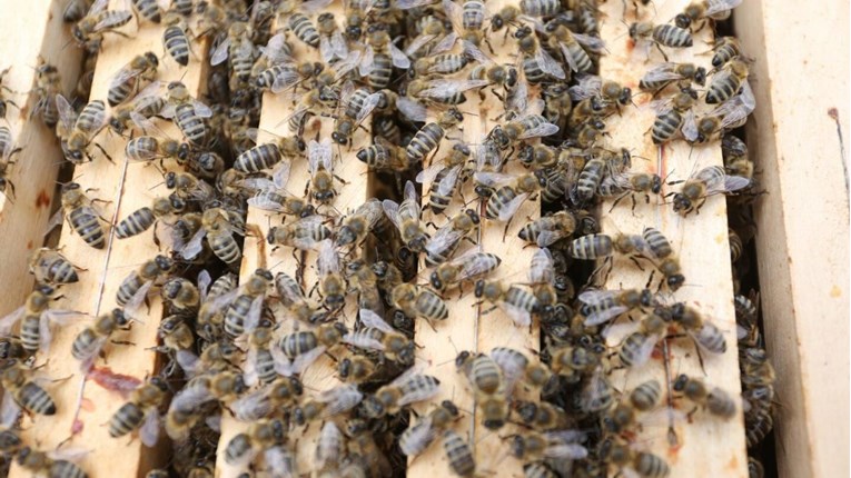 Pčele nisu jedina vrsta koja ne smije izumrijeti, ima ih još sedam