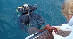 Značajno otkriće: U Jadranskom moru pronađeno 19 živih plemenitih periski