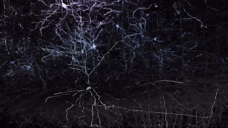 Ogroman napredak znanstvenika u istraživanju mozga. Ovo se smatralo nemogućim