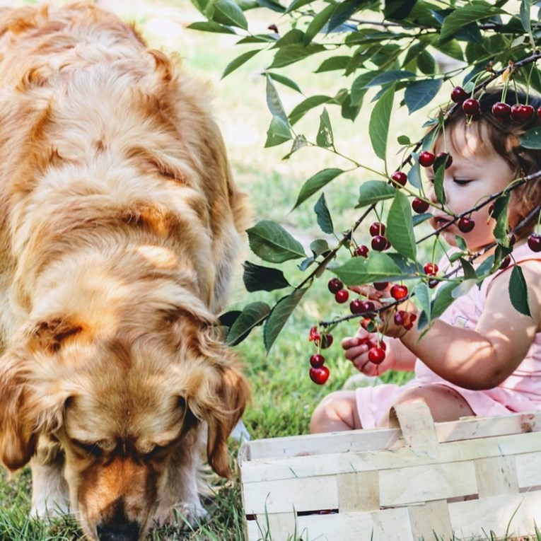 Najbolji pas za malu djecu: Ova pasmina je strpljiva, nježna i uvijek spremna za igru
