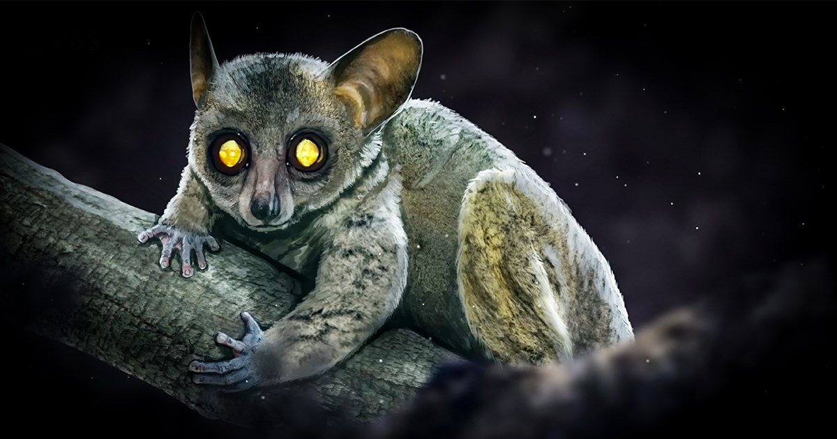 Mislili smo da su ljudski preci evoluirali u tropskim šumama. Nisu