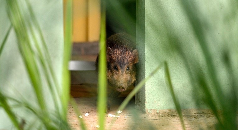 U Indiji u prirodu puštene najmanje svinje na svijetu