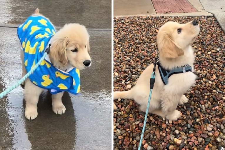 Štene zlatnog retrivera prvi put je izašlo na kišu, prizor je presladak 🥹