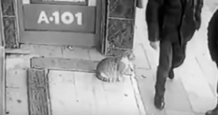 Nadzorne kamere snimile macu koja napada samo određene ljude, evo zašto