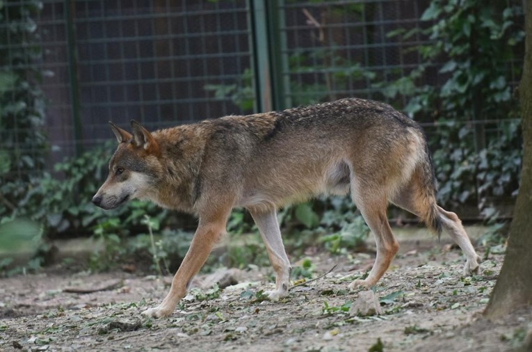 Slovenski seljaci zbog napada vukova i medvjeda traže ostavku ministra
