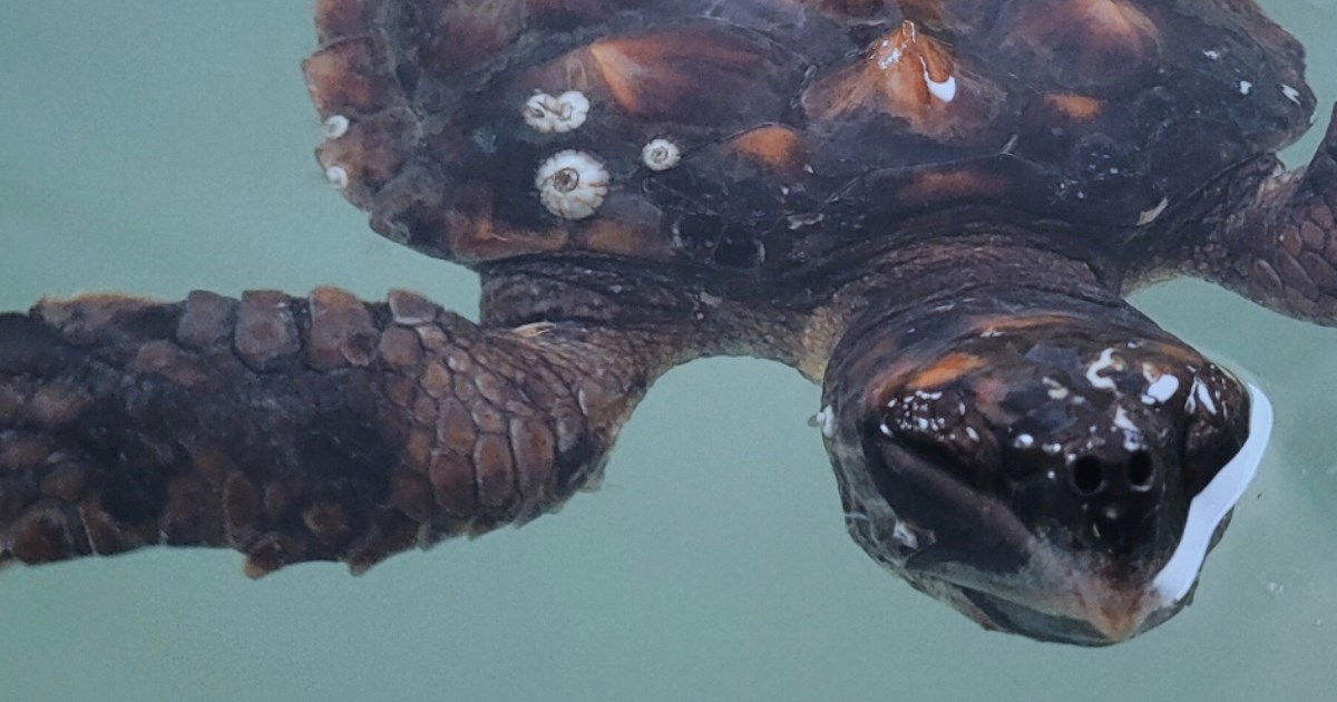 Mlada glavata želva zapetljala se u plastični otpad u malološinjskoj luci