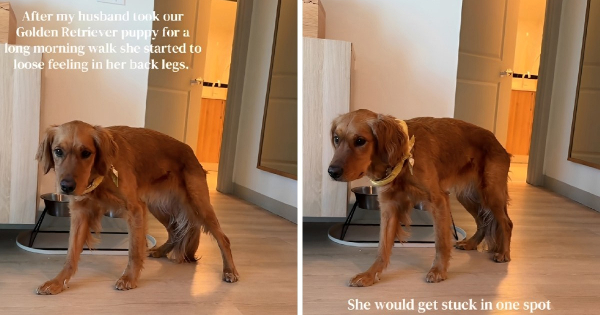 Vlasnica potrošila 650 dolara na veterinara, a onda je stigla neočekivana dijagnoza