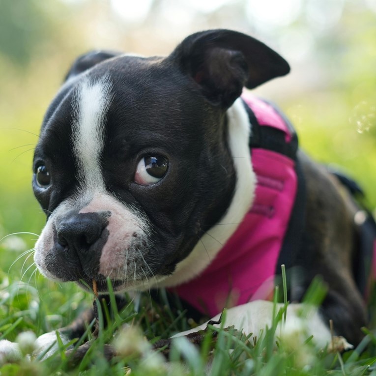 Šest načina kako spriječiti da pas jede ono što ne smije, vani i kod kuće