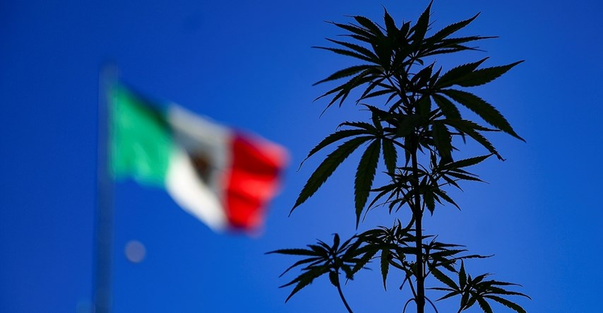 Meksiko bi uskoro mogao legalizirati travu