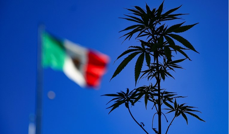 U Meksiku bi trava uskoro mogla postati legalna