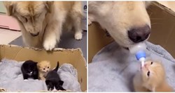 VIDEO Reakcija psa koji je vidio mačiće je preslatka, pogledajte što je napravio