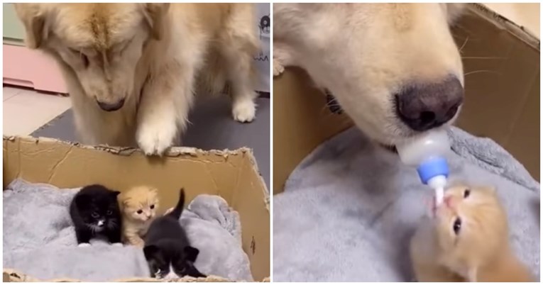 VIDEO Reakcija psa koji je vidio mačiće je preslatka, pogledajte što je napravio
