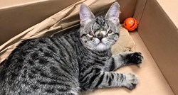 Mačka Kaya prava je slatkica, ali zbog urođene deformacije ne može pronaći dom