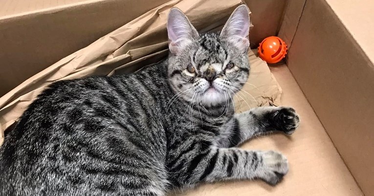 Mačka Kaya prava je slatkica, ali zbog urođene deformacije ne može pronaći dom 