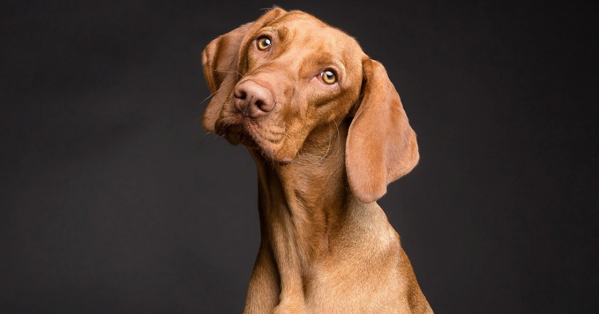 Zašto psi naginju glavu kad im se obraćamo? Veterinar dao odgovor
